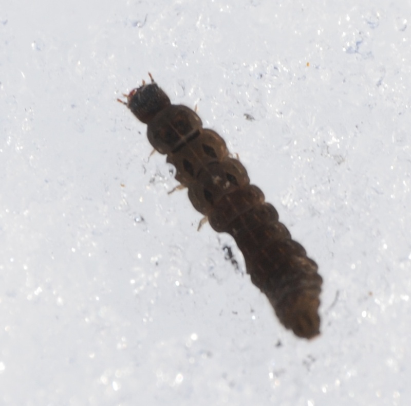 Insetti o larve nella neve:Cantharis sp.