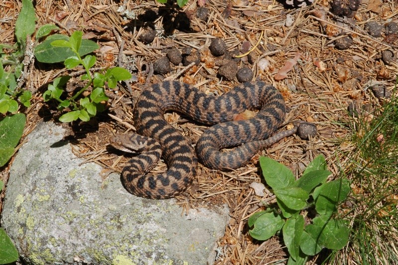 Ibrido Vipera aspis x Vipera ammodytes