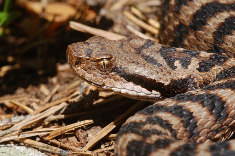 Ibrido Vipera aspis x Vipera ammodytes