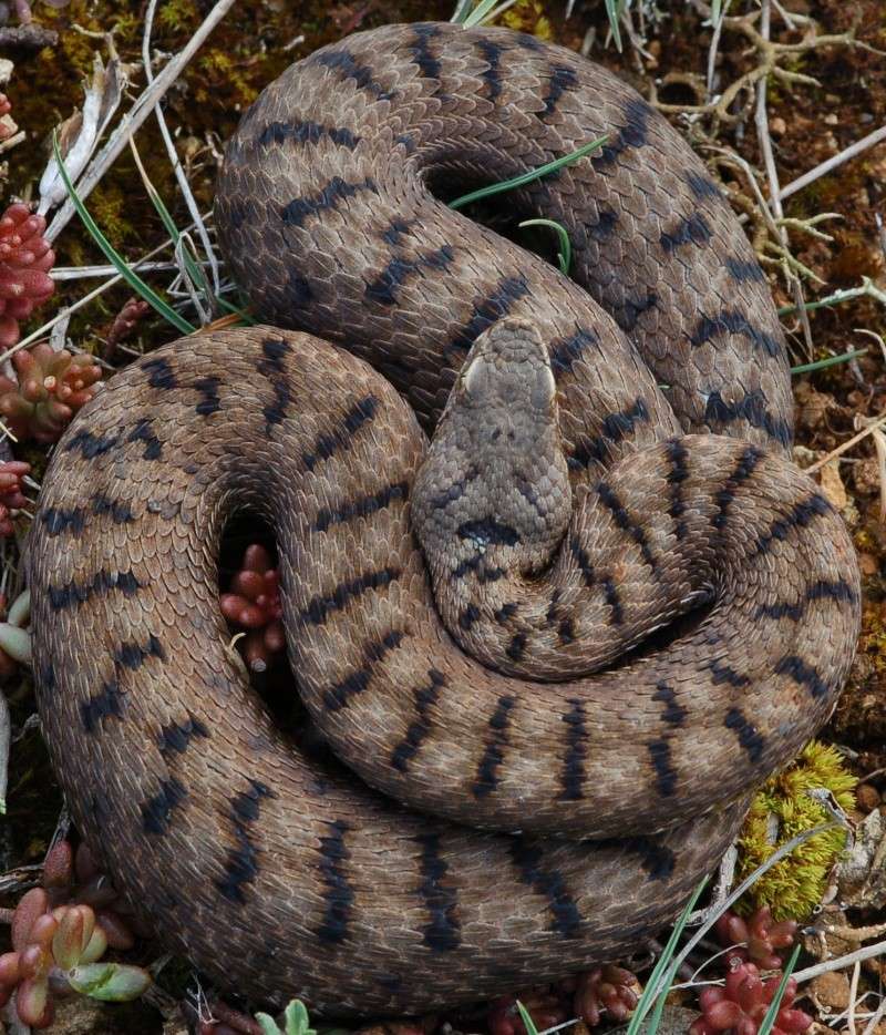 Vipera con livrea sorprendente