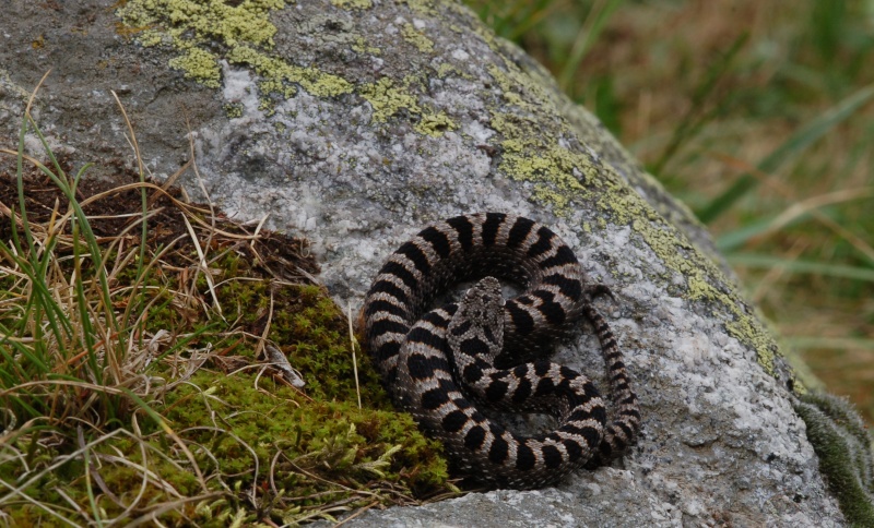 Una vipera veramente speciale!!