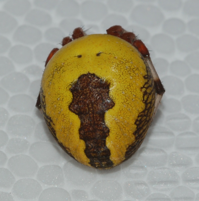 Araneus marmoreus var. pyramidatus