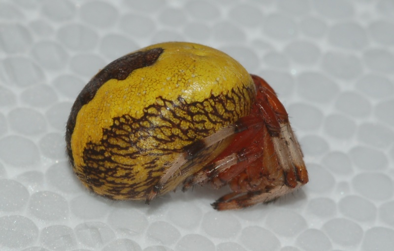 Araneus marmoreus var. pyramidatus