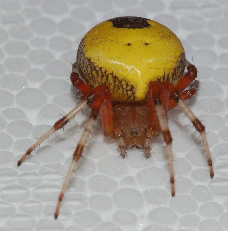 Araneus marmoreus var. pyramidatus