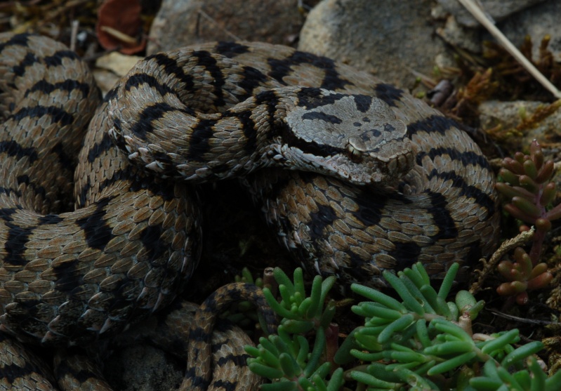 Vipera con livrea sorprendente