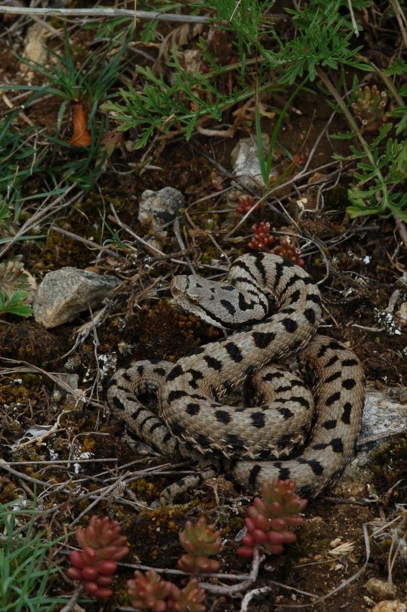Vipera con livrea sorprendente