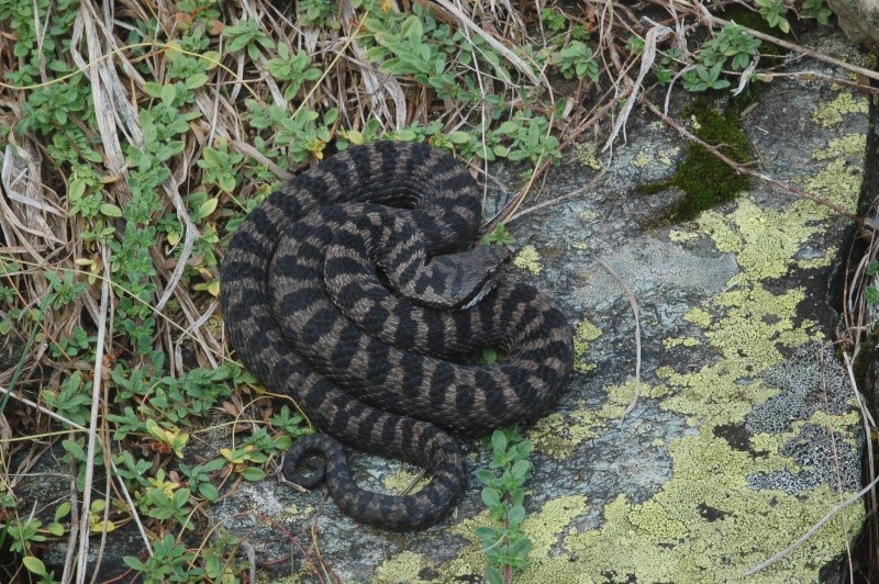 Una vipera veramente speciale!!