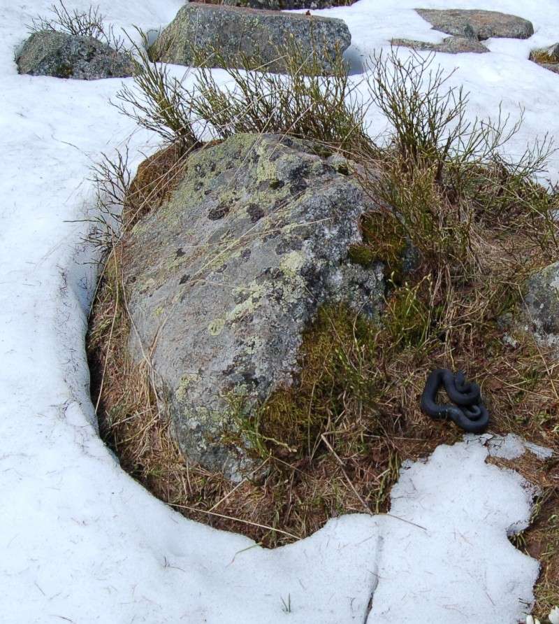 Vipera sulla neve