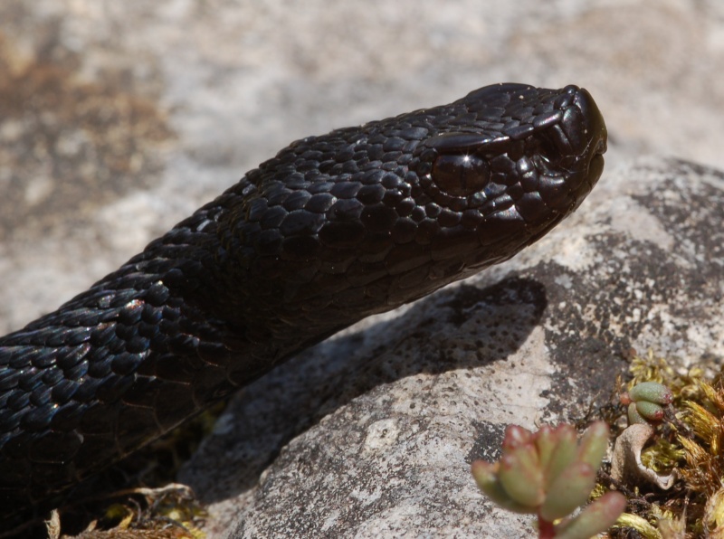 Alcune vipere melaniche