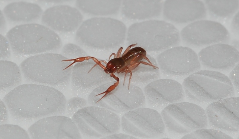 Pseudoscorpione, Chthoniidae