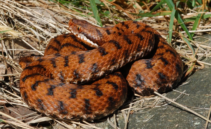 osservazione Vipere in Italia