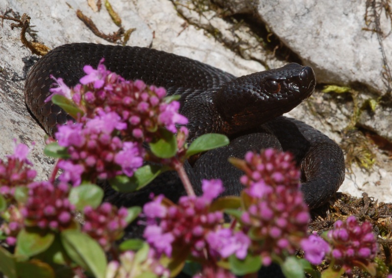 Alcune vipere melaniche