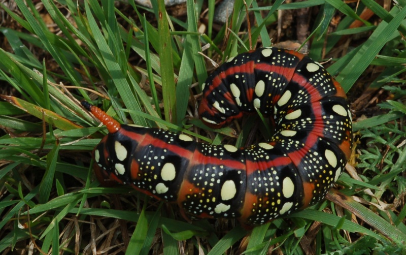 Identificazione bruco - Hyles euphorbiae