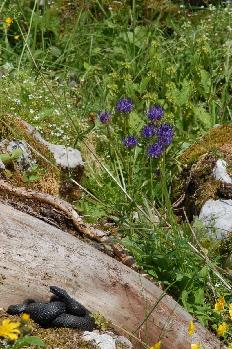 Alcune vipere melaniche