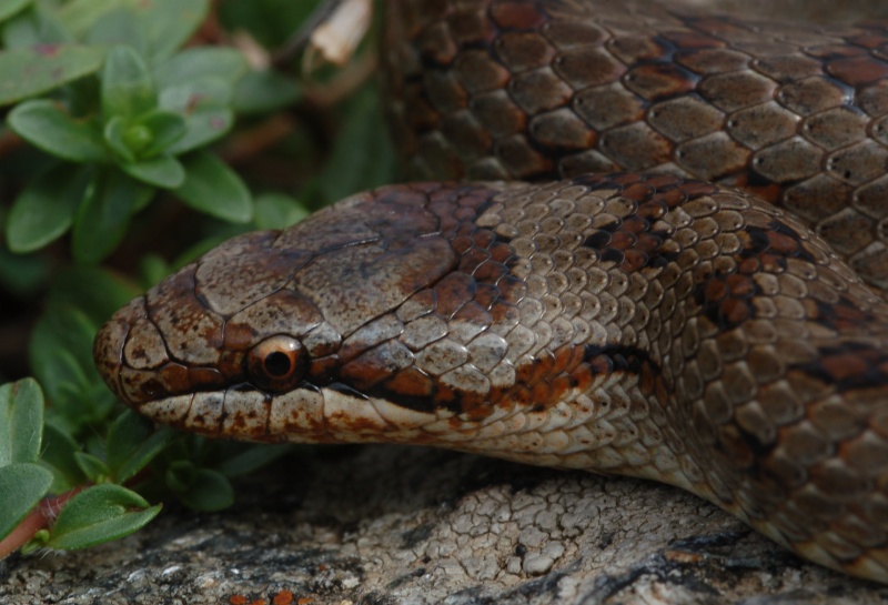 Vipera berus nel canton Ticino
