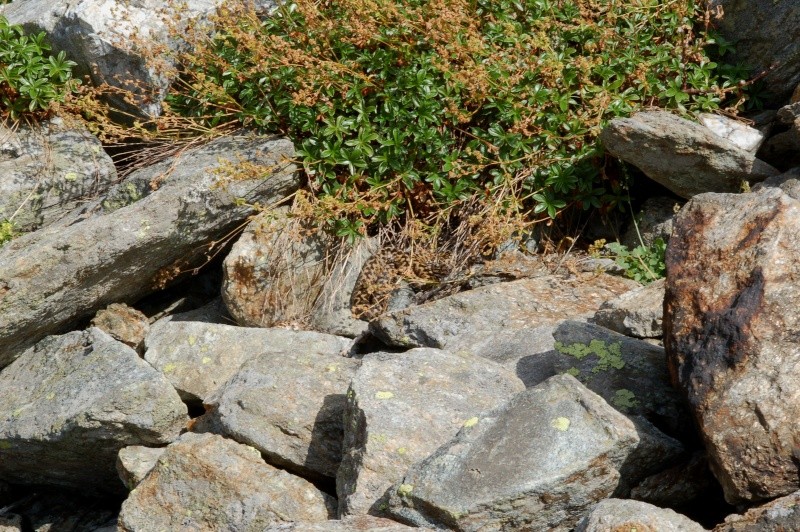 Vipera berus nel canton Ticino