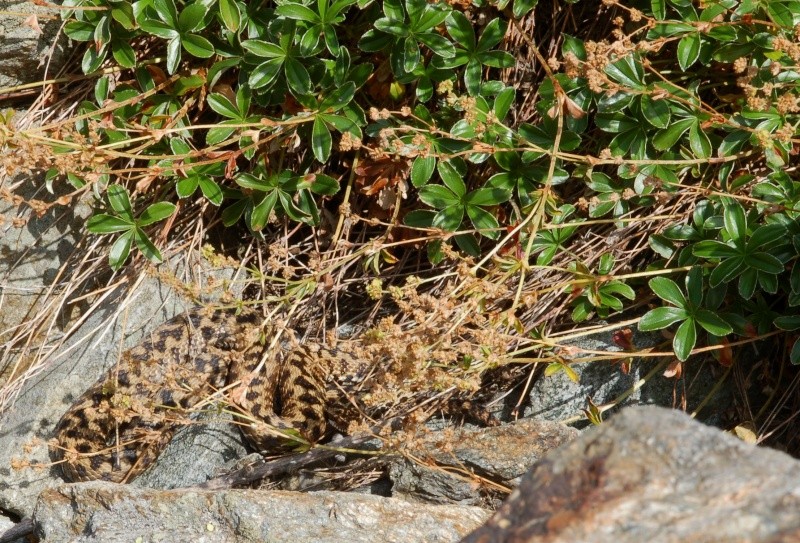 Vipera berus nel canton Ticino