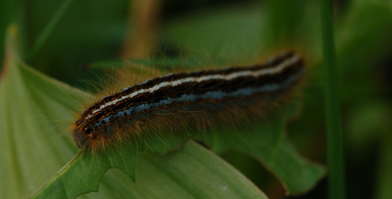 Altra identificazione... - Malacosoma  castrense