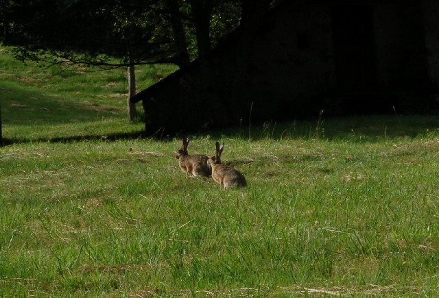 Lepre comune (Lepus europaeus)