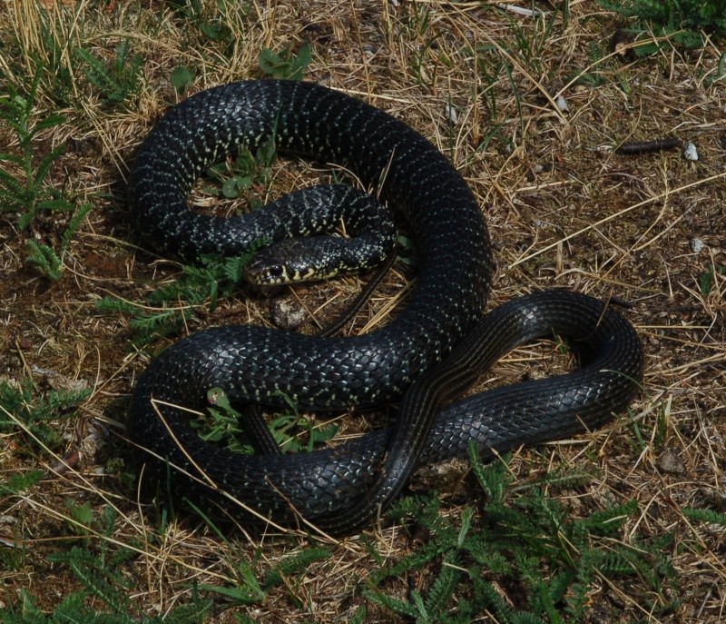 Juvincello di Biacco