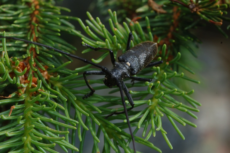 Identificazione coleottero con 