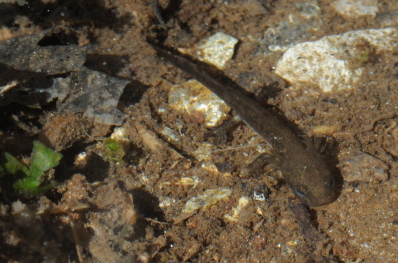Salamandra beffarda...