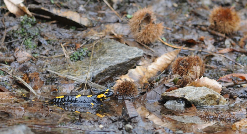 Salamandra beffarda...