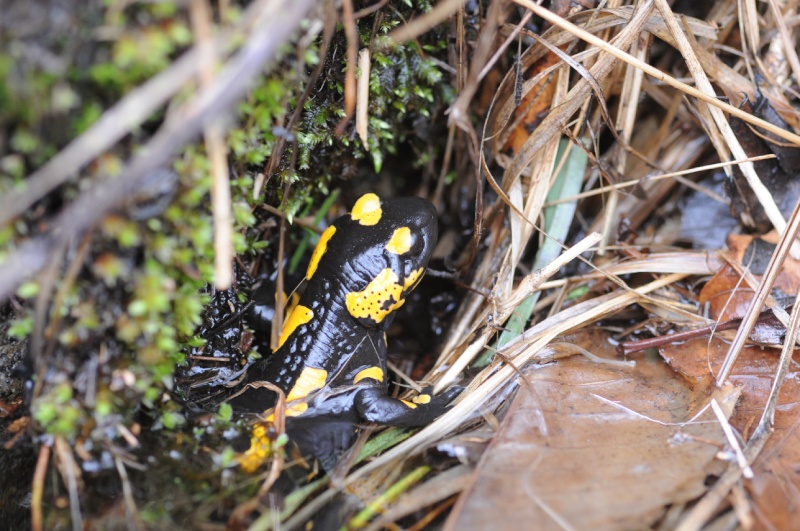 Salamandra beffarda...