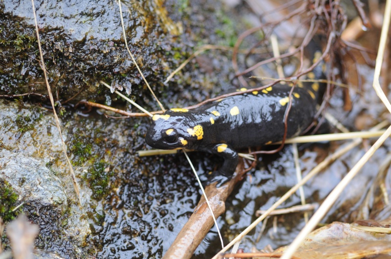 Salamandra beffarda...