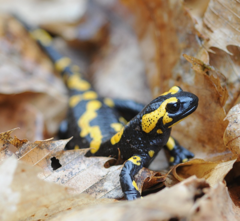 Salamandra beffarda...