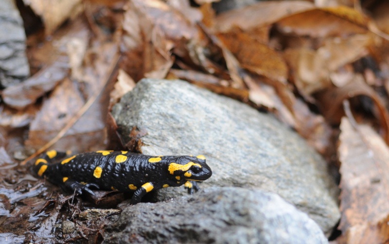 Salamandra beffarda...