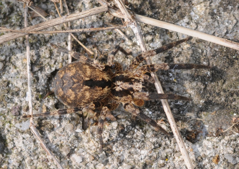 Zoropsis sp.