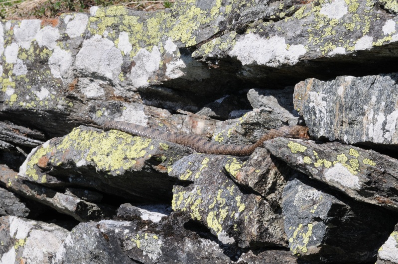 Vipera in aguato?