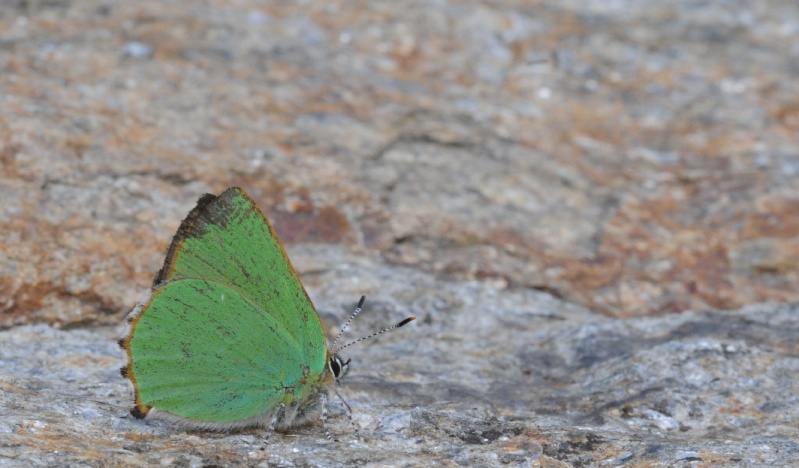 Identificazione farfallina - Callophrys rubi