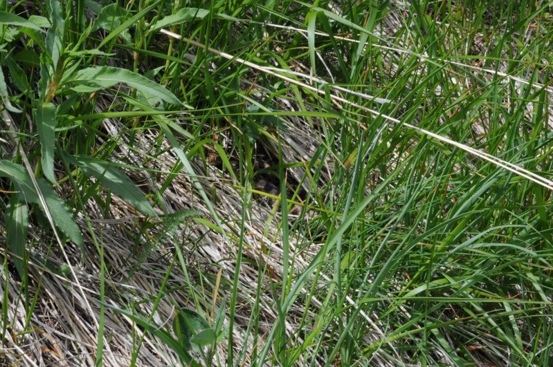 Vipera in aguato?