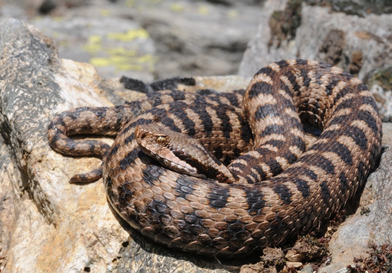 Vipera in aguato?