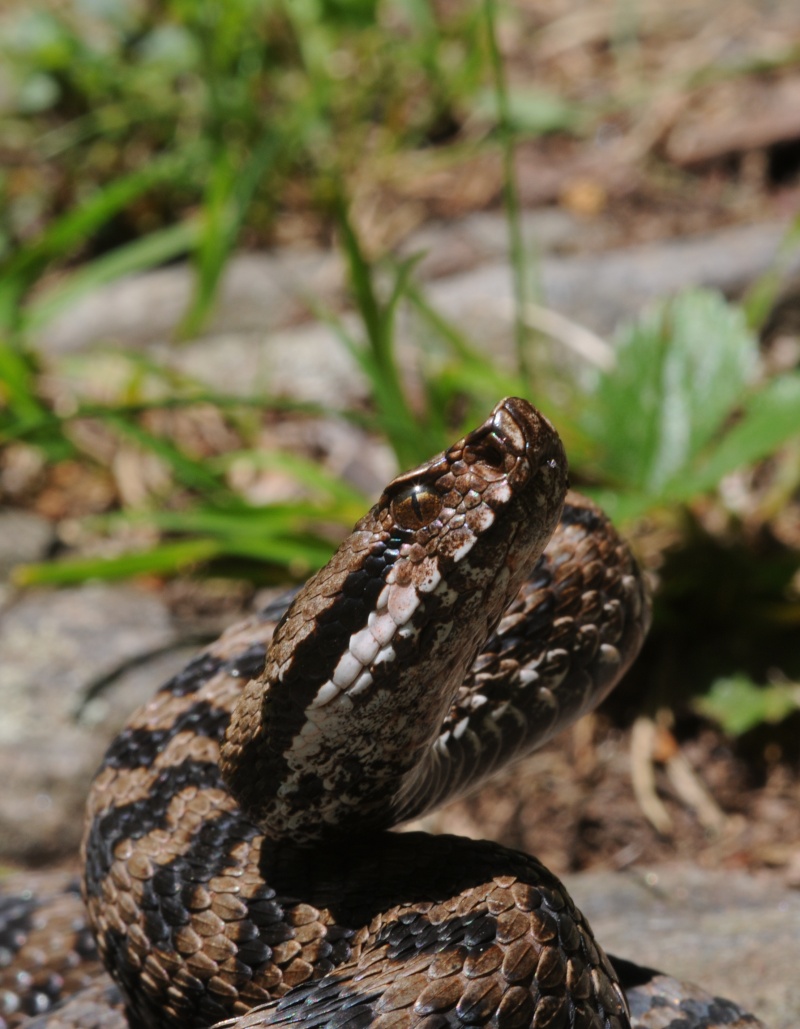 Vipera in aguato?