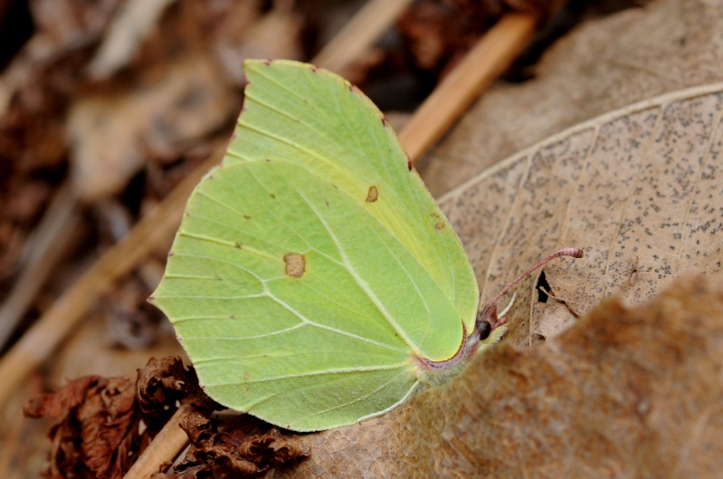La mia prima farfalla 2010!! - Gonepteryx rhamni