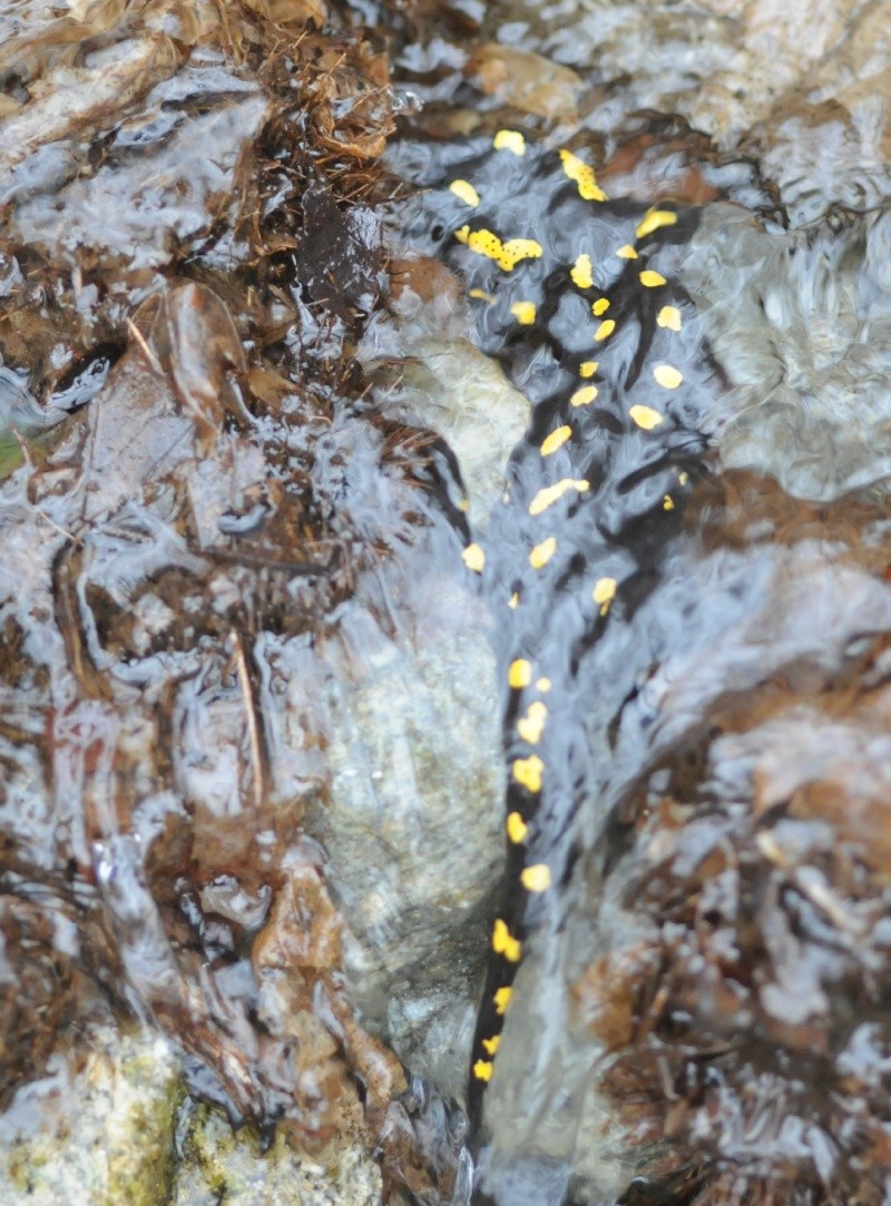 Salamandra beffarda...