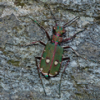 Cicindela lunulata