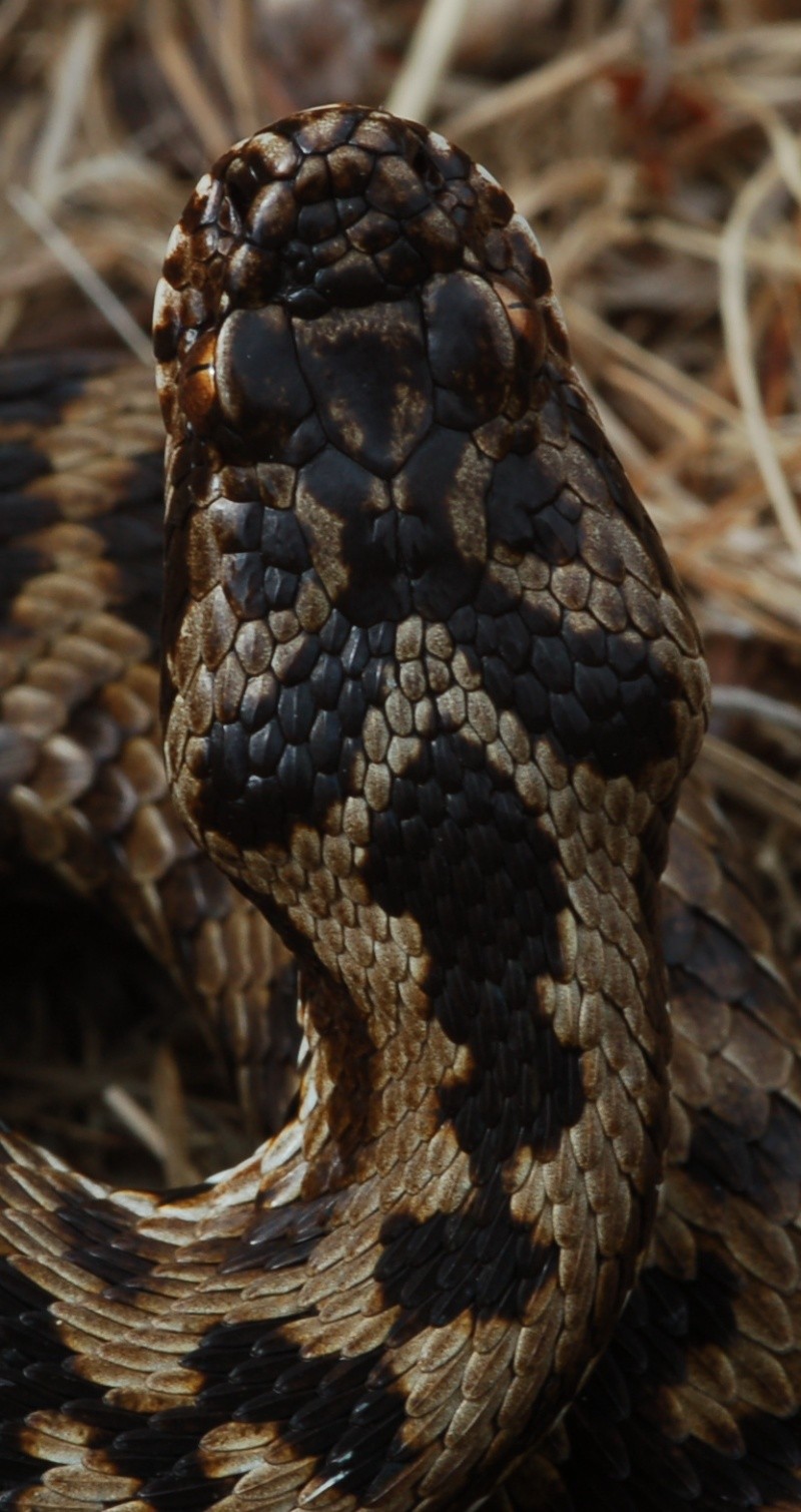 Vipera berus nel canton Ticino