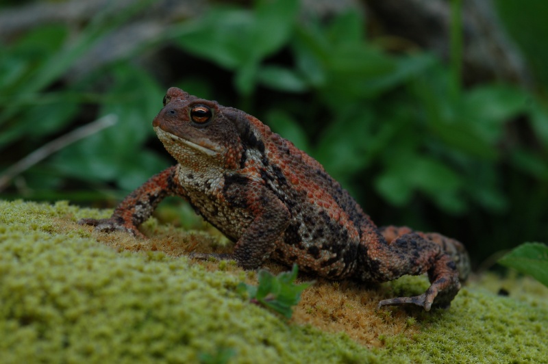 Bufo bufo con sfumature arancioni