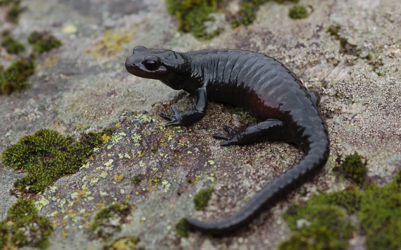 Salamandra atra