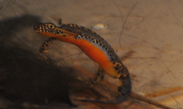 Tritoni alpini - Ichthyosaura alpestris alpestris