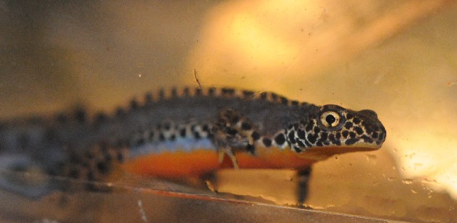 Tritoni alpini - Ichthyosaura alpestris alpestris
