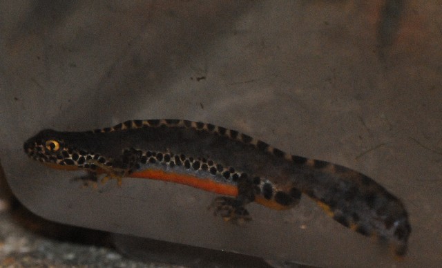 Tritoni alpini - Ichthyosaura alpestris alpestris
