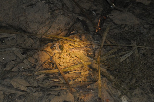 Tritoni alpini - Ichthyosaura alpestris alpestris