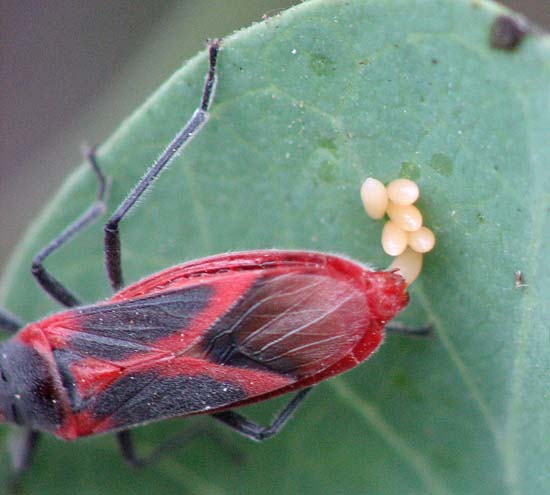 Lygaeidae e Pentatomidae d''Israele