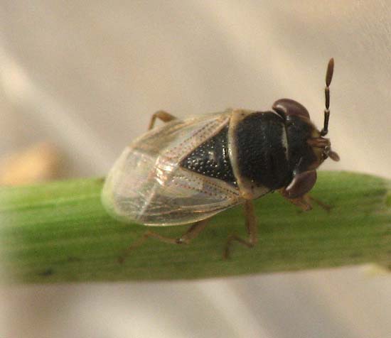 Lygaeidae e Pentatomidae d''Israele