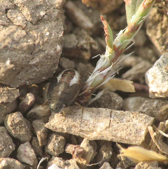 Lygaeidae e Pentatomidae d''Israele